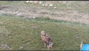 آزادسازی یک بهله پرنده شکاری در شاهین‌دژ