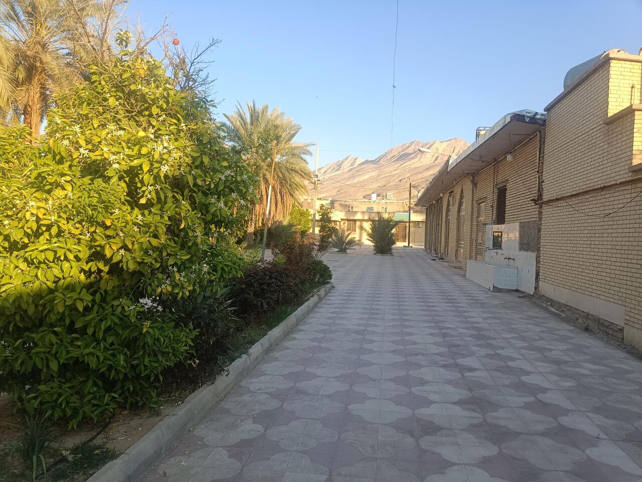 وقتی مسجد باغ شد؛ روایت ۳۰۰ سال عبادت در پناه درختان نارنج