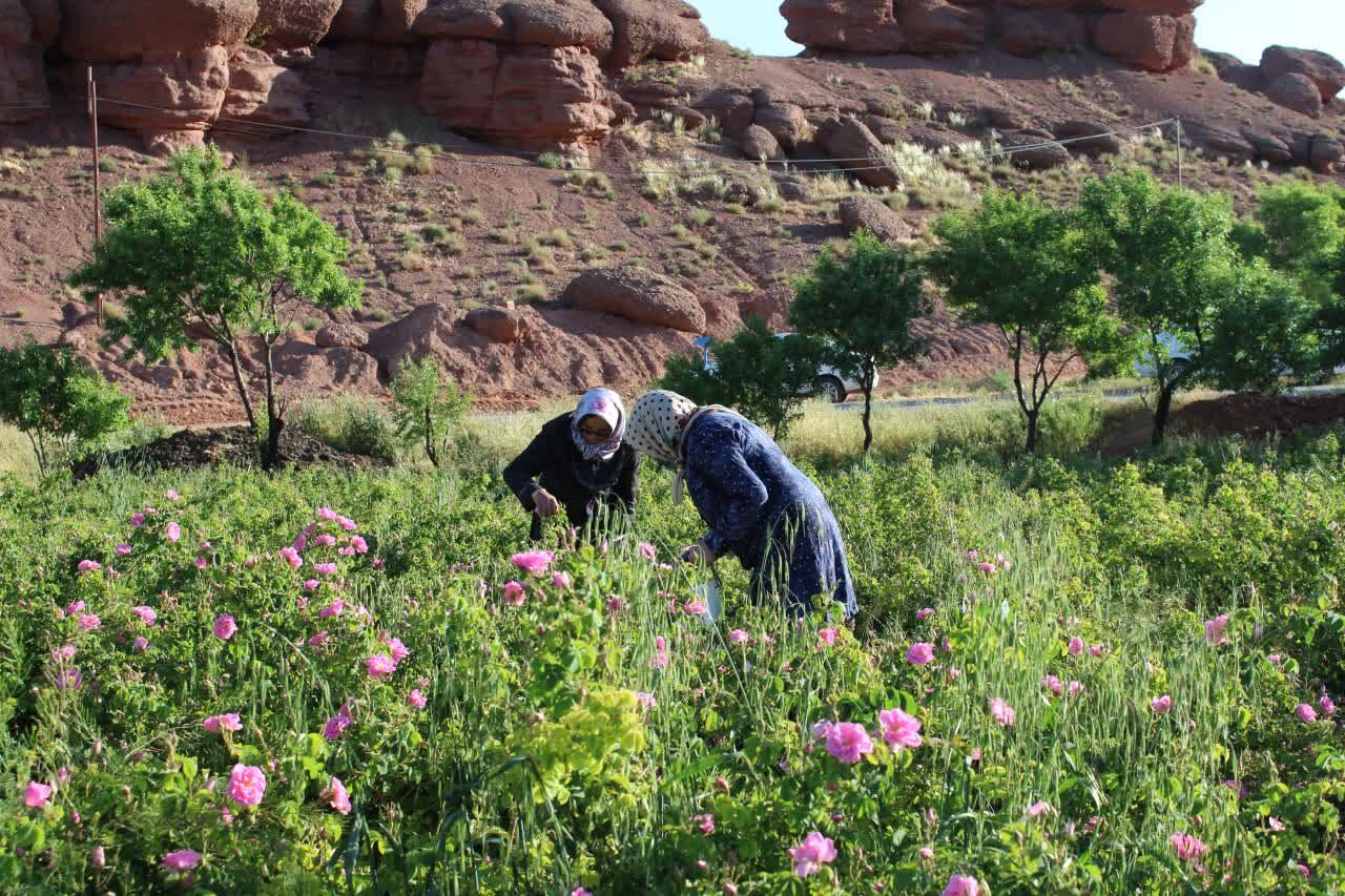 آواز گل در کوچههای دعا؛ روایتی از مردم، سنت و معیشت در آیین برداشت گل محمدی کاشان