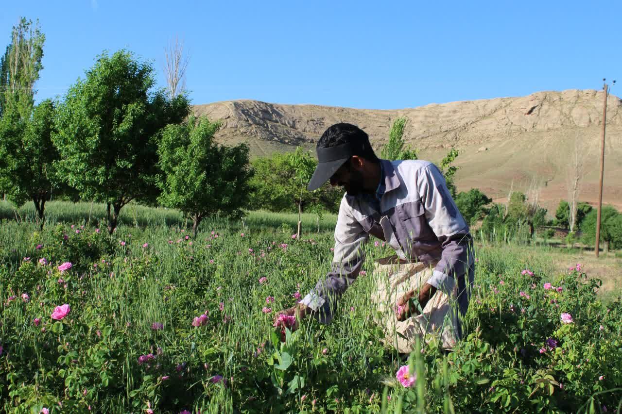 آواز گل در کوچههای دعا؛ روایتی از مردم، سنت و معیشت در آیین برداشت گل محمدی کاشان