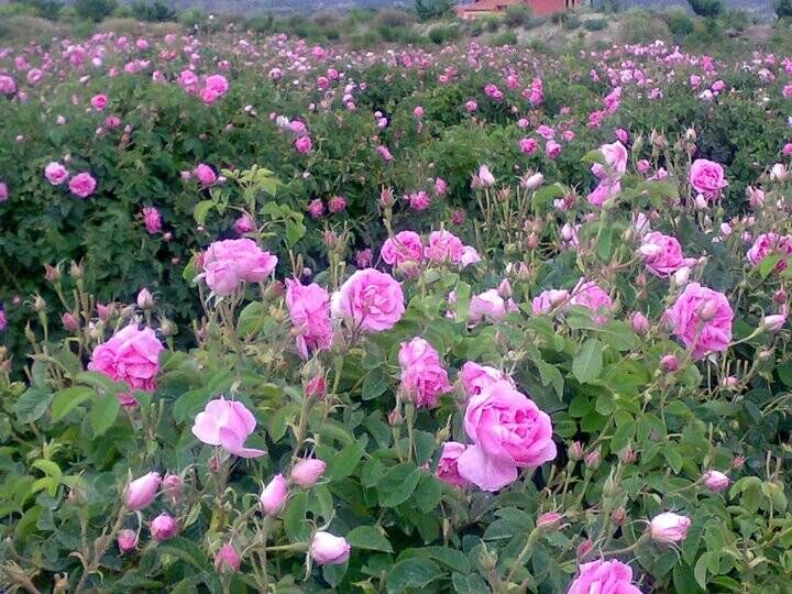 آواز گل در کوچه‌های دعا؛ روایتی از مردم، سنت و معیشت در آیین برداشت گل محمدی کاشان