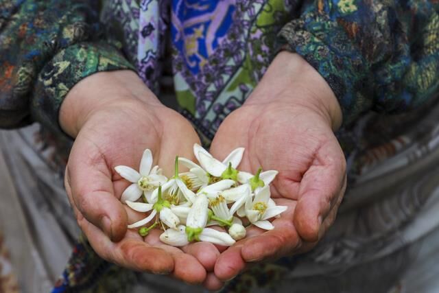 بوی بهشت با عطر بهارنارنج در گلستان