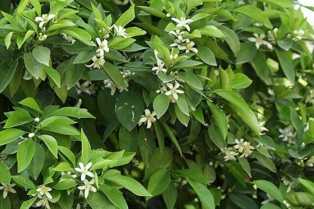 بوی بهشت با عطر بهارنارنج در گلستان