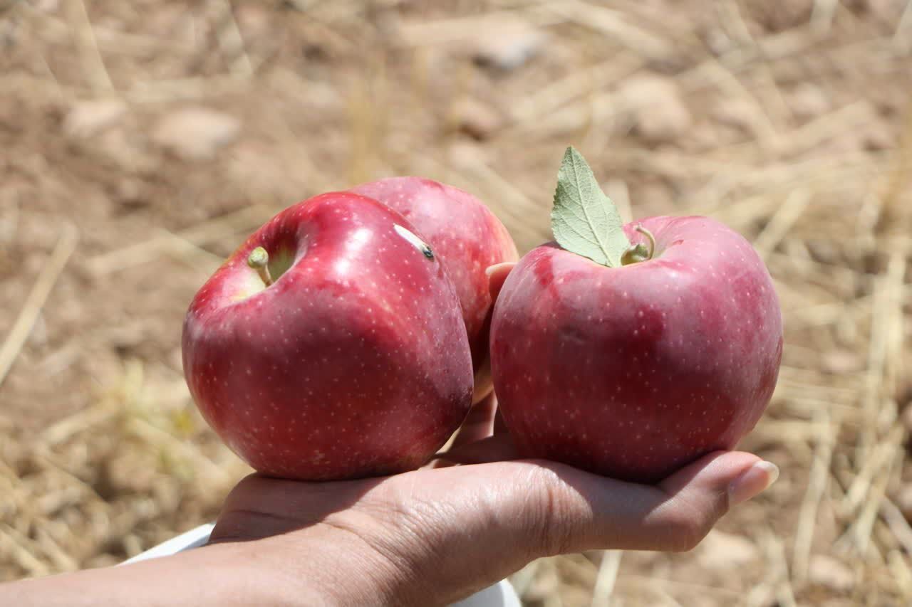 توفیق موقوفات زنجان در تولید با سرمایهگذاری به جای اجارهداری