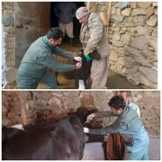 واکسیناسیون بیش از ۲۶۱ هزار رأس دام علیه تب برفکی در سقز