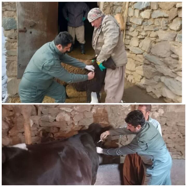 واکسیناسیون بیش از ۲۶۱ هزار رأس دام علیه تب برفکی در سقز