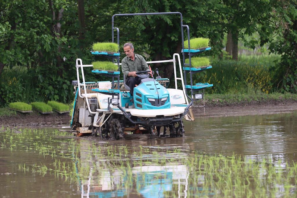 آئین کاشت مکانیزه برنج در گیلان برگزار شد
