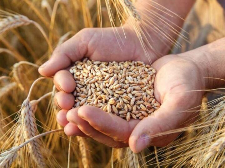 شکر نعمت در دهلران