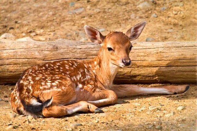 نخستین گوساله‌های گوزن زرد ایرانی متولد شدند