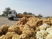 خرید تضمینی بیش از ۹ هزار تُن پیاز در هرمزگان