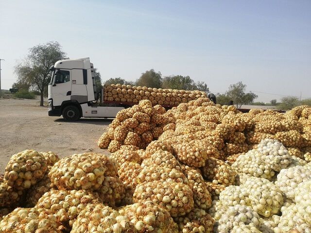 خرید تضمینی بیش از ۹ هزار تُن پیاز در هرمزگان
