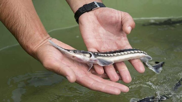 روایت پیشرفت در مرکز تحقیقات علوم شیلات و آبزی پروری چمخاله