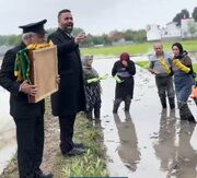 عطر حرم در شالیزار گیلان