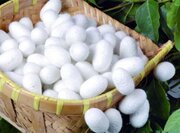 هدف‌گذاری تولید ۱۶۵۰ تن پیله تر ابریشم در بهار ۱۴۰۴