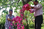 برداشت گل محمدی در ۴ هزار هکتار از گلستان‌های استان اصفهان آغاز شد