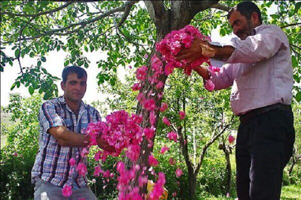 برداشت گل محمدی در ۴ هزار هکتار از گلستان‌های استان اصفهان آغاز شد