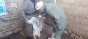 ارائه خدمات جهادی دامپزشکی در روستای گُرجی دیواندره