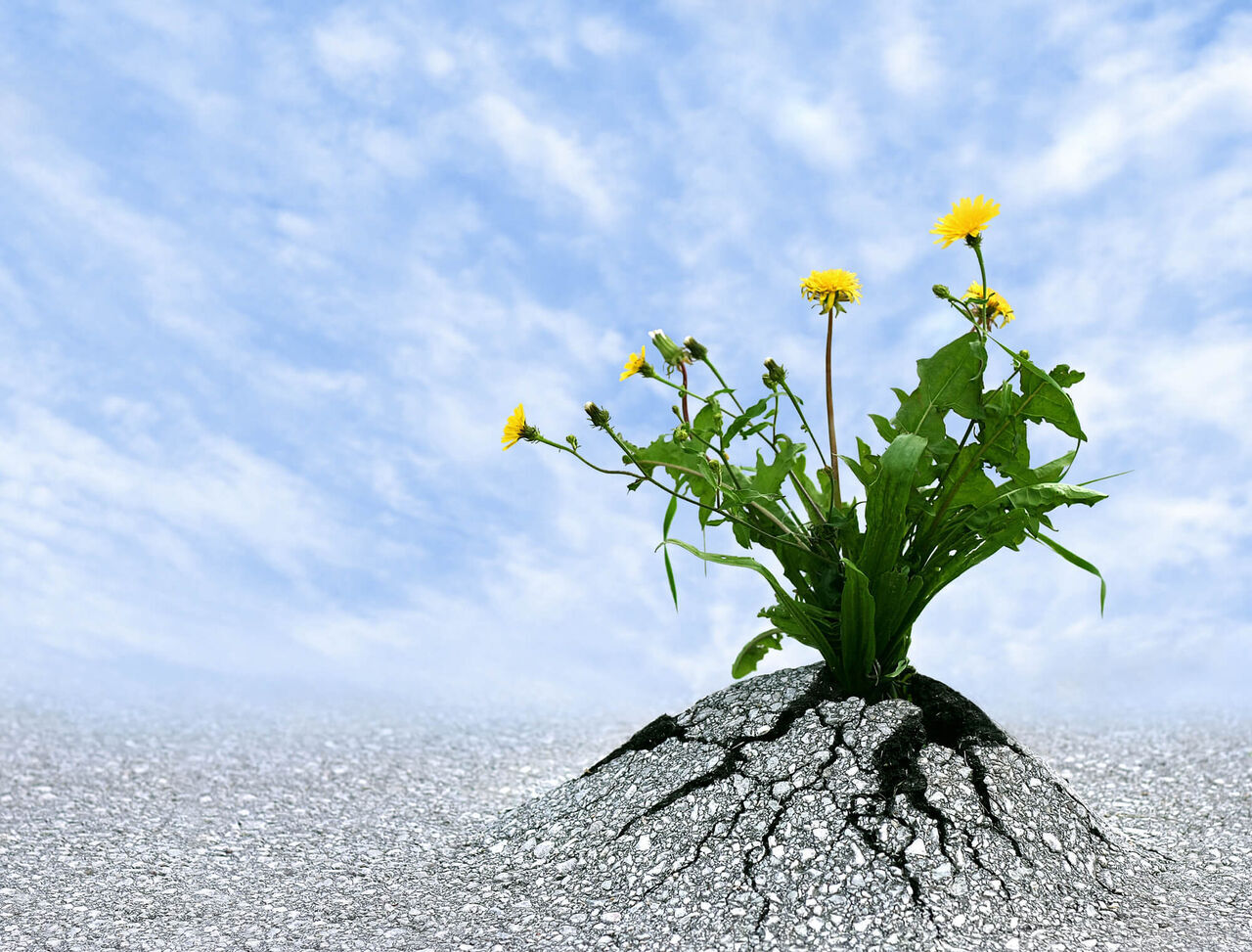 وقتی زندگی ضربه می‌زند، تو چگونه برمی‌خیزی؟