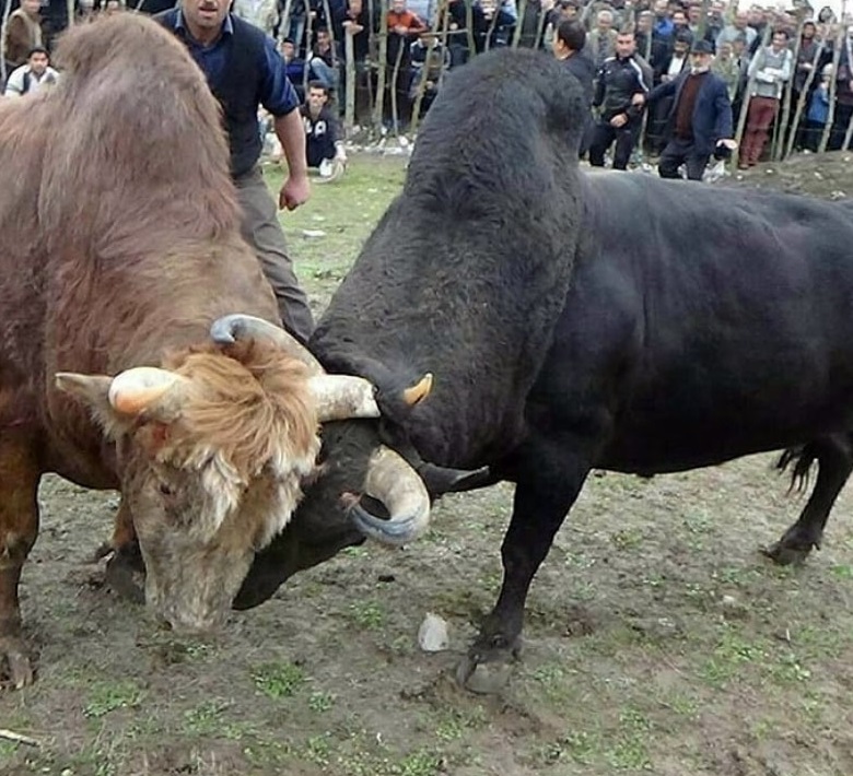 قمار روی زندگی/ بررسی تاثیر آسیبهای جنگ احشام