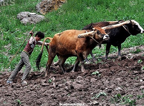قمار روی زندگی/ بررسی تاثیر آسیبهای جنگ احشام