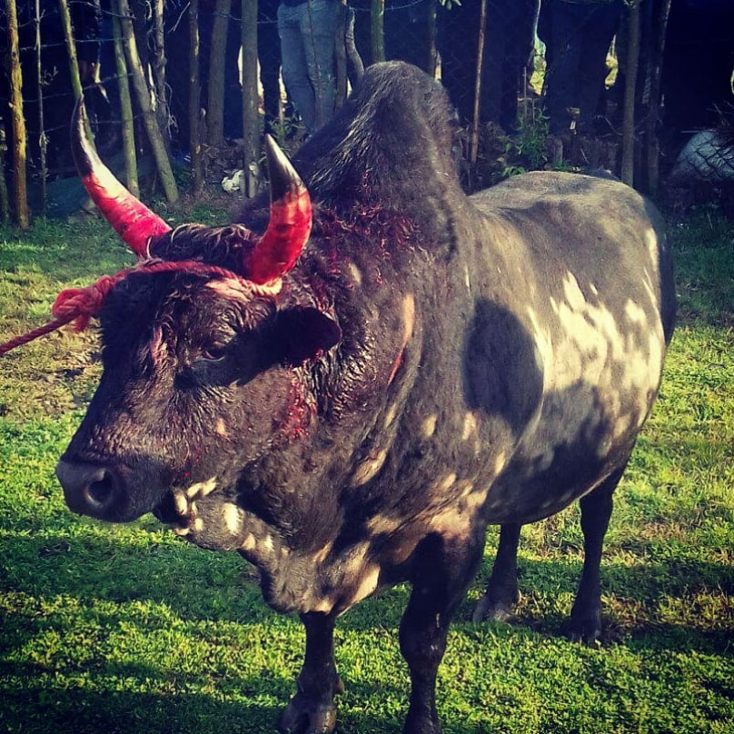 قمار روی زندگی/ بررسی تاثیر آسیبهای جنگ احشام