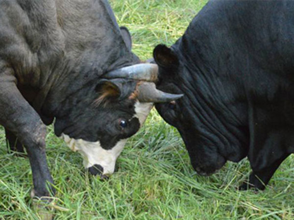 قمار روی زندگی/ بررسی تاثیر آسیب‌های جنگ احشام 