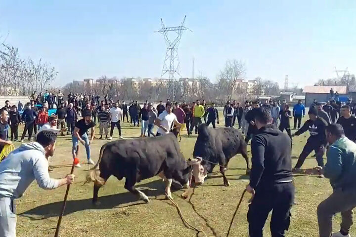 قمار روی زندگی/ بررسی تاثیر آسیب‌های جنگ احشام 