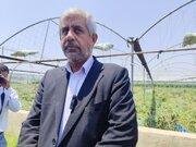 خرید تضمینی پیاز برای کشاورز صرفه اقتصادی ندارد