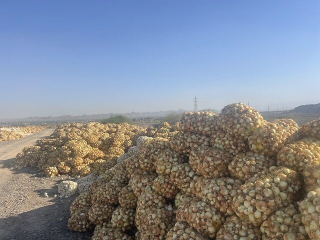 واریز نخستین مرحله بهای پیاز به حساب کشاورزان هرمزگان