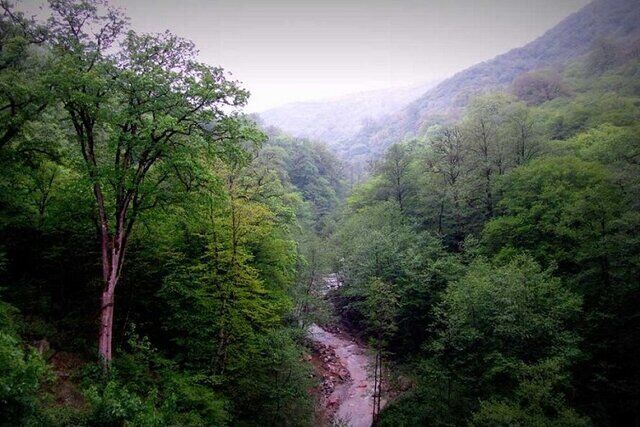 ۱۰۰ هکتار از جنگل‌های هیرکانی به مالکیت منابع طبیعی بازگشت