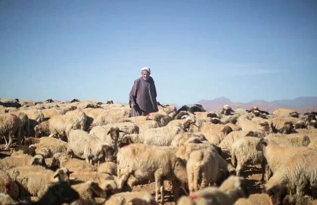 مراکش، ذبح قربانی برای عید قربان ۲۰۲۵ را لغو کرد