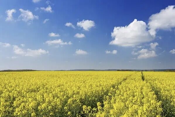 ۲۵ درصد از پول کلزاکاران گلستانی پرداخت شد