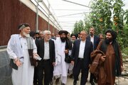 بازدید والی فراه از مجتمع کشاورزی و دامپروری بیدمشک در سربیشه