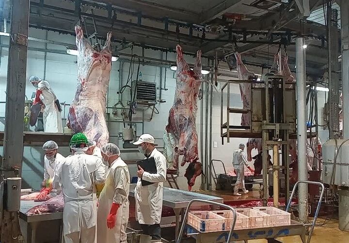 تشکیل ۳۶ گروه نظارتی دامپزشکی ایلام برای سلامت دام‌های قربانی در عید قربان