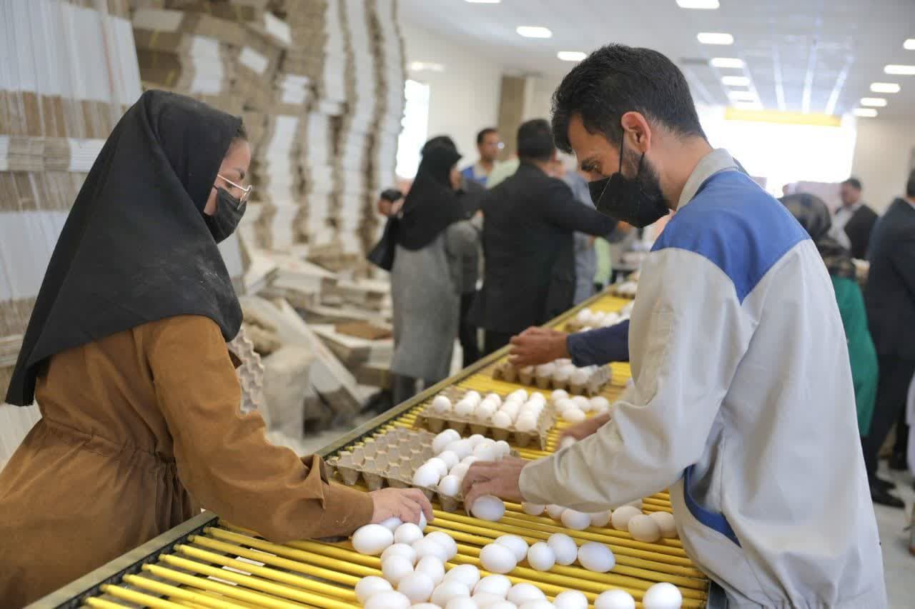 بازدید والی فراه از مجتمع کشاورزی و دامپروری بیدمشک در سربیشه