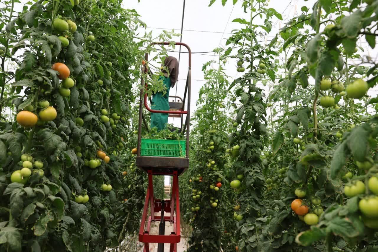 بازدید والی فراه از مجتمع کشاورزی و دامپروری بیدمشک در سربیشه