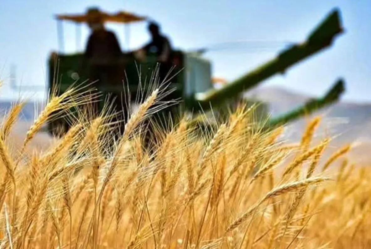نیمی از مطالبات گندمکاران کردستان پرداخت شد؛ گام دولت برای حمایت از تولید ملی