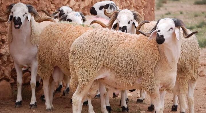 درخواست مسلمانان کاتالونیا در اسپانیا برای ادامه ذبح حلال