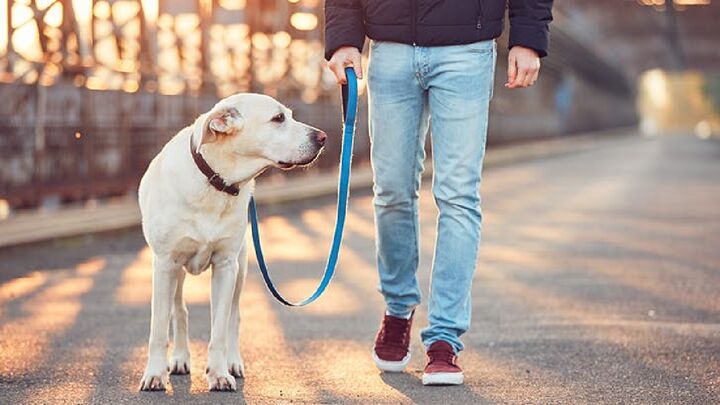 ممنوعیت سگ‌گردانی در اماکن عمومی ایلام ابلاغ شد