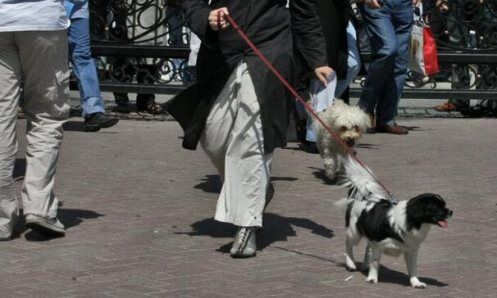 سگگردانی؛ هویت گمشده انسان مدرن زیر سایه خودنمایی