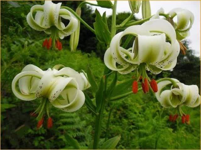 جشنواره سوسن چلچراغ در روستای داماش رودبار برگزار می شود