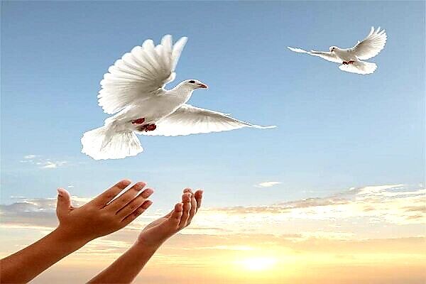 آزادی ۲۰ زندانی با هزینه جشن تولد در آذربایجان‌شرقی