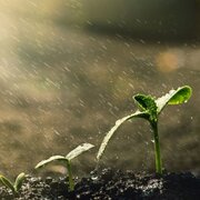 رمزگشایی از عدل الهی در جهان نابرابری‌ها