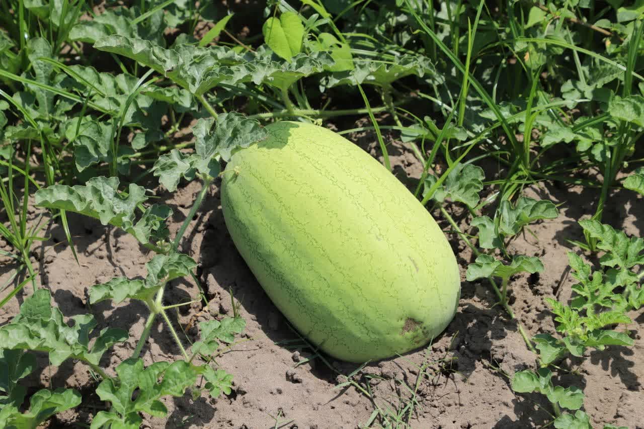 توسعه زیرساختهای صادراتی راهکاری اساسی پایداری اقتصادی