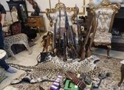 کشف محموله بزرگ حیوانات تاکسیدرمی و سلاح در تهران