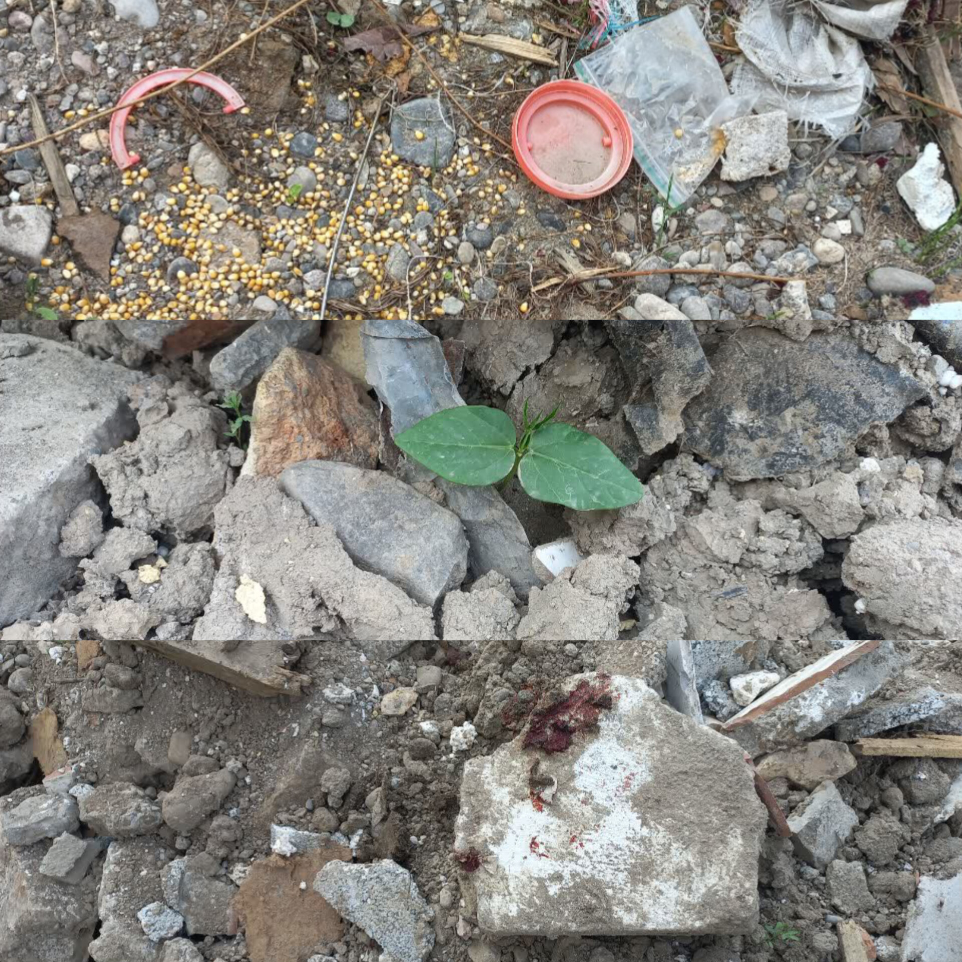 این خانواده جنگ را شکست داد/کبوترها میدانستند اینجا حرم است