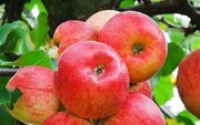 پیش بینی برداشت ۴۰ هزار تن سیب تابستانه در آذربایجان غربی