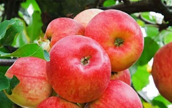 تأمین سیب درختی شب عید از باغات آذربایجان‌غربی آغاز شد