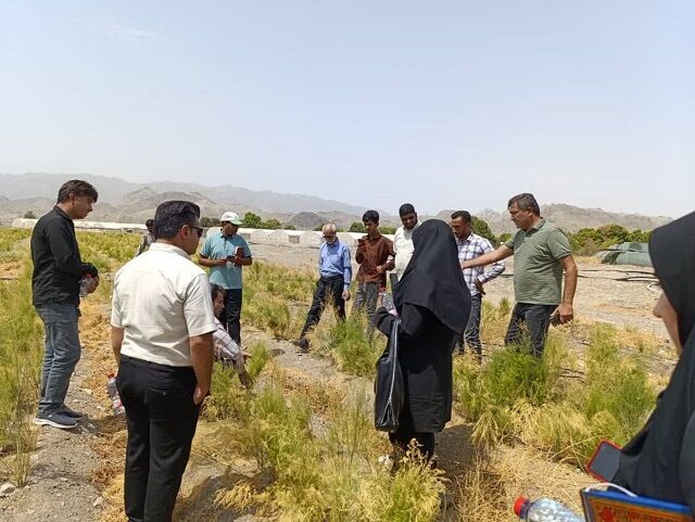 برگزاری روز مزرعه گیاهان دارویی با محوریت «مارچوبه و اپونتیا» در رودان