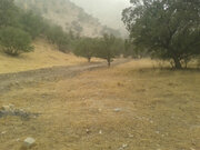 افزایش دمای دوبرابری جهانی و هشدار برای نابودی جنگل‌های بلوط زاگرس